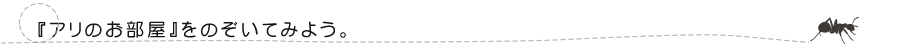 アリのお部屋を覗いてみよう