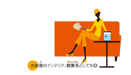 お部屋のインテリア・観賞用としても◎