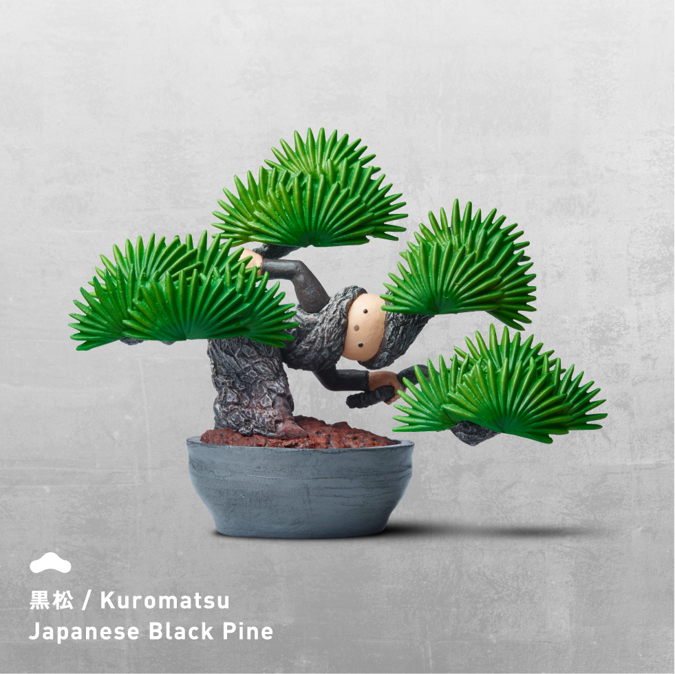 黒松／Kuromatsu Japanese Black Pine