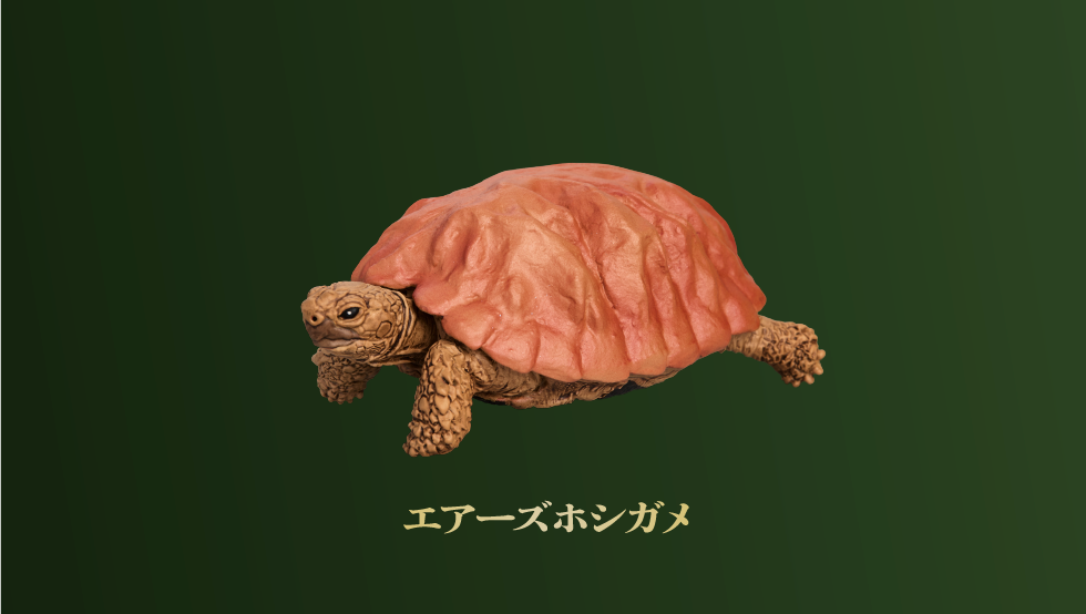 エアーズホシガメ