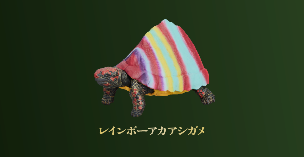 レインボーアカアシガメ