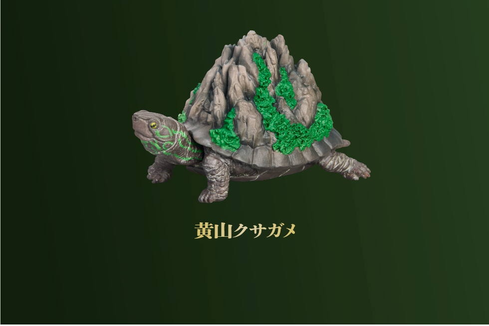 黄山クサガメ