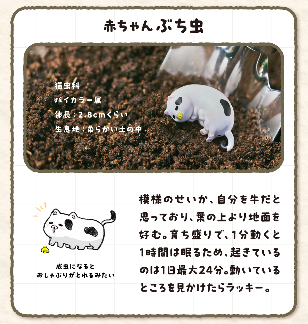 赤ちゃんぶち虫