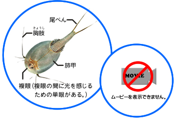 トリオプスムービー